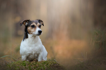 portrait of Jack Russell Terrier dog in the forest