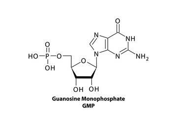GMP - Guanosine monophosphate Nucleotide molecule strcuture on white background