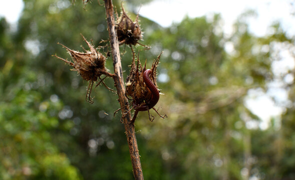 dried brown flower seeds and millipede