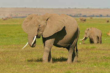 Naklejka na ściany i meble Famille Eléphants éléphanteaux Loxodonta africana au Kenya