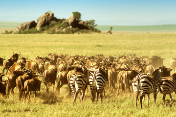 Grande Migration des Gnous et des Zébres dans le Serengeti