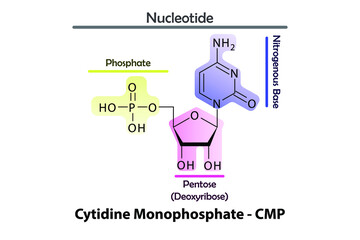 CMP - Cytidine monophosphate Nucleotide strcuture, building block of RNA molecule - sugar, phosphate and nitrogenous base.