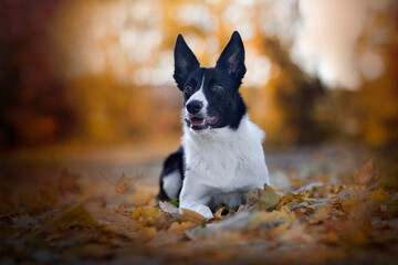  working line border collie in autumn