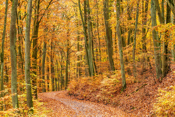 Fototapeta premium Goldener Herbst im Buchenwald ohne Sonne