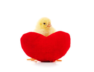 Chicken with a toy heart.