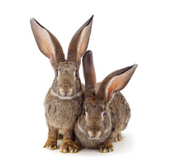 Fototapeta na wymiar Two little brown rabbits are sitting.