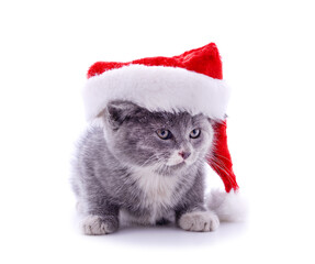 Cat in a Christmas hat.