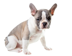 Fench bulldog puppy isolated on the white