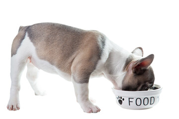 Puppy eats isolated on the while