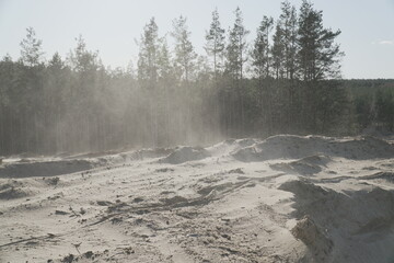 Sandwüste vor Nadelwald
