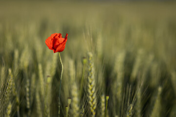 Mohnblume auf Gerstenfeld