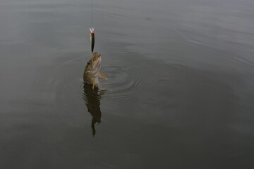 Summer fishing, pike fishing, spinning on the lake
