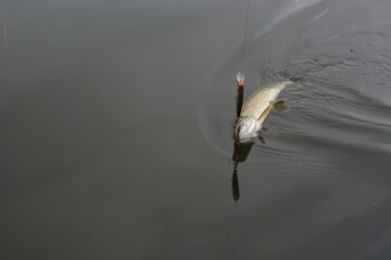Summer fishing, pike fishing, spinning on the lake