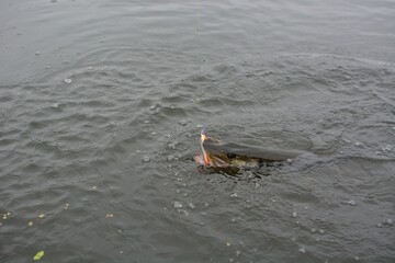 Summer fishing, pike fishing, spinning on the lake