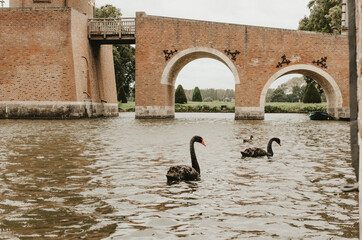  castle walls, kasteel heeswijk,  castle on the lake, black swans in the water 