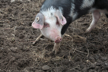 Freilaufende Hausschweine auf einem Bauernhof