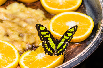 Siproeta Stelenes Butterfly Malachite Butterfly, lepidopteron. Camouflaged, in a butterfly farm