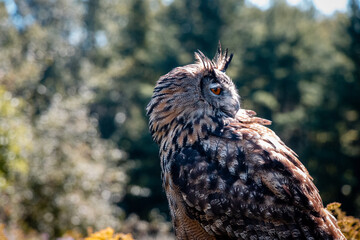 Bird of Prey - Great Horned Owl looking backward