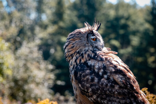 Bird of Prey - Great Horned Owl looking backward