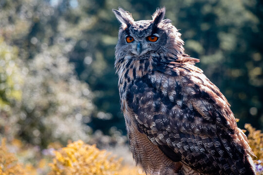 Bird of Prey - Great Horned Owl look toward camera