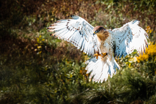 Bird of Prey - Ferruginous Hawk, descending