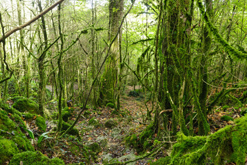 Mossy dense temperate forest