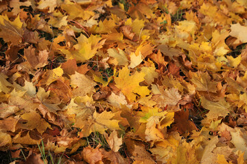 Autumn bright golden leaves of maple tree on the ground