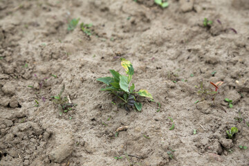 Ein vertrocknetes und versandetes Ackerfeld an der Ostsee  