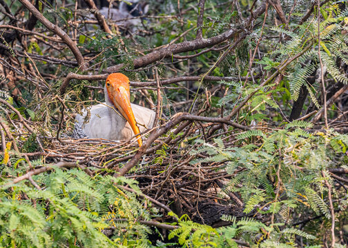 Painted Stork hatching its eggs