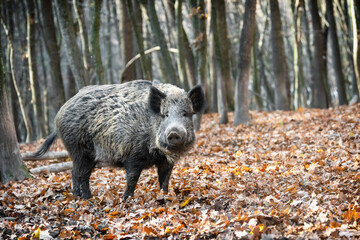 Wild boar in autumn forest