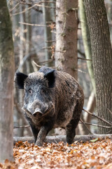 Naklejka na ściany i meble Wild boar in autumn forest
