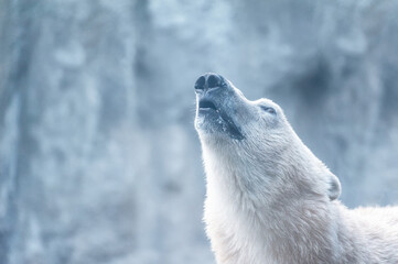 Naklejka premium Polar bear photo close up.