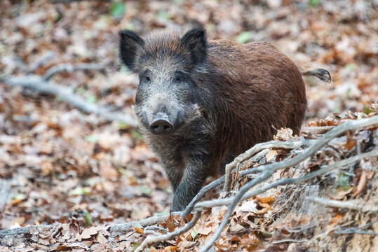 Wild boar in autumn forest