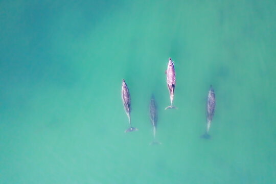 Swimming Dolphins