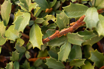 Ceanothus prostratus, also known as Mahala Mat, grows in the forests of Oregon and Northern...