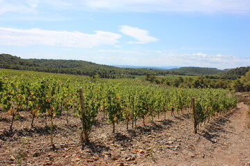Fototapeta na wymiar Beautiful view over the southern French vineyards in the Massif de la Clape nature park. Photo was taken on a very hot day at the end of summer.