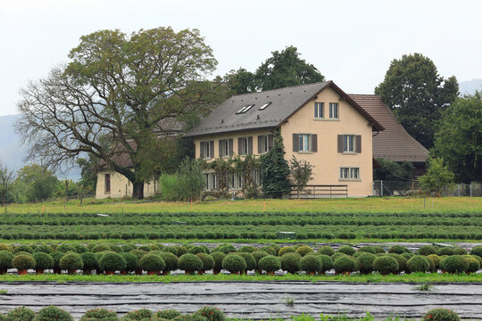 View of the nursery garden near town of Villigen, district of Brugg in the canton of Aargau, Switzerland