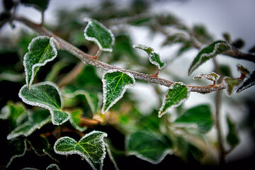 Frozen green leaf