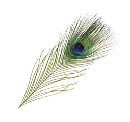 Obraz premium Beautiful bright peacock feather on white background