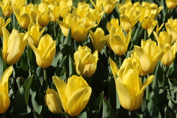 yellow tulips in the garden