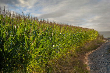corn field near dirt road
