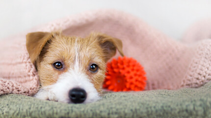 Jack russell terrier cute dog puppy looking on the sofa at home with his toy. Pet care banner.