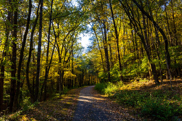 Forest Path in Early Autumn