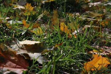 moss on the ground