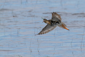 Flying bird - Ruff - Philomachus pugnax / Calidris pugnax.