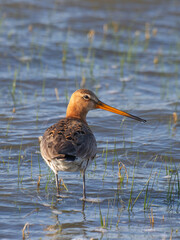Grutto, Black-tailed Godwit, Limosa limosa