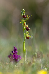 Macro view of mediterranean wild rare orchid Ophrys sphegodes also known as early spider-orchid.