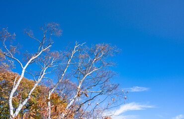 秋の空と白樺