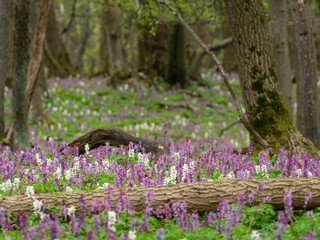 Spring forest with blooming Corydalis cava flowers