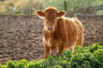 Un vitello pascola in un campo di campagna